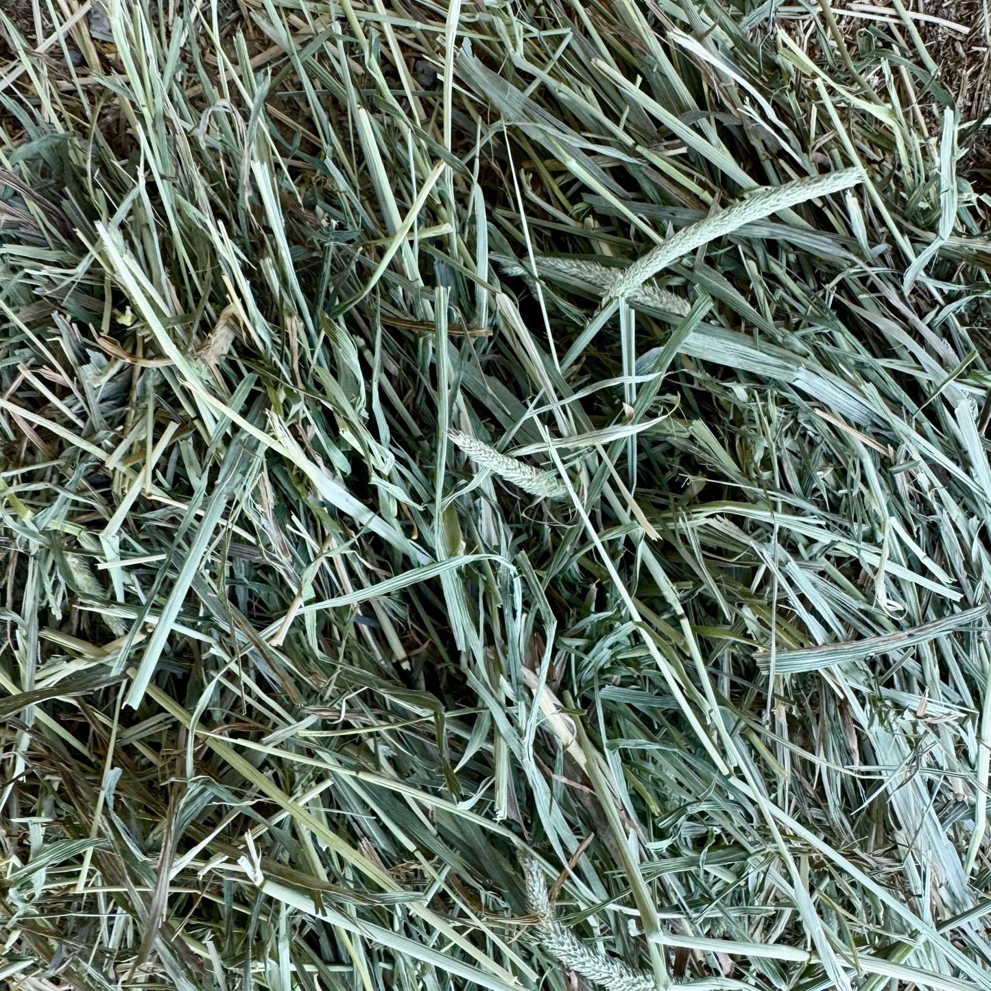 Standlee Timothy Premium Hay 2nd Cut / kg