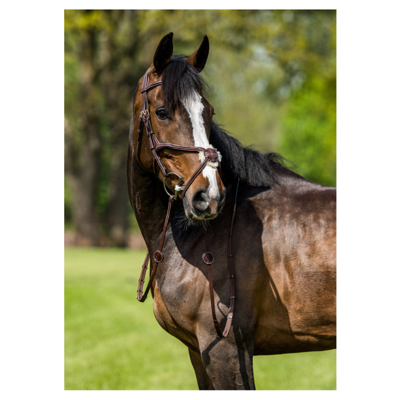 Trust Equestrian Bridle Oslo, with mexican noseband