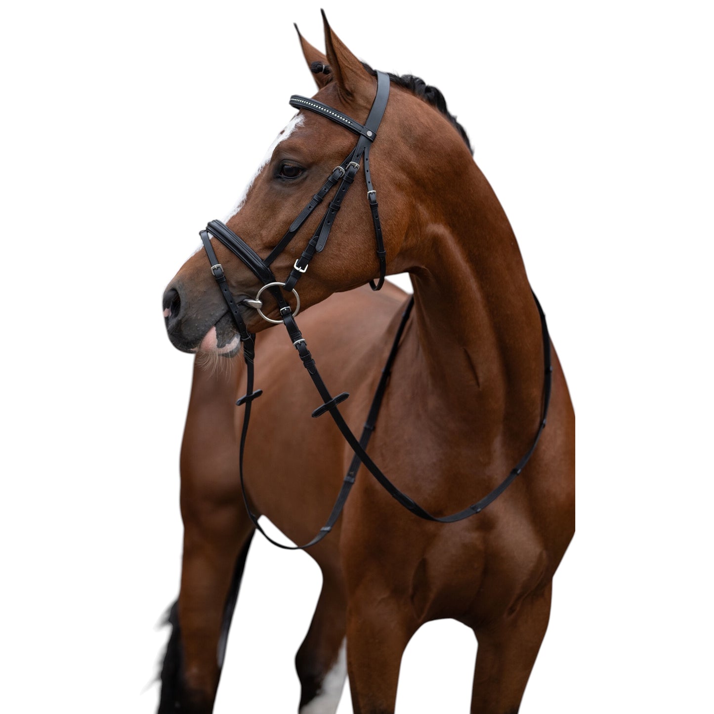 HKM Bridle Economic