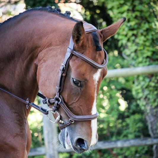 Jump'In New York bridle