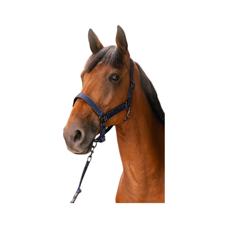 Harcour Hansy halter and Lead rope