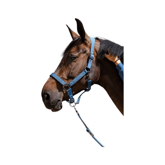 Harcour Hansy halter and Lead rope
