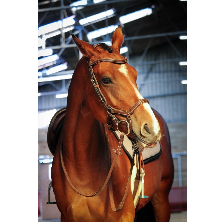 Jump'In New York bridle